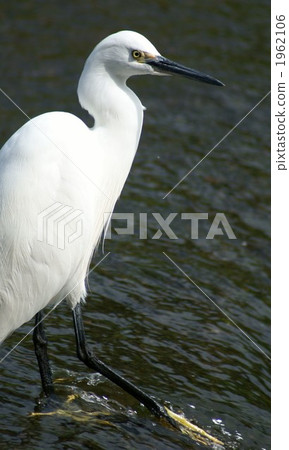 尋找Kojira你有興趣嗎？ 1962106