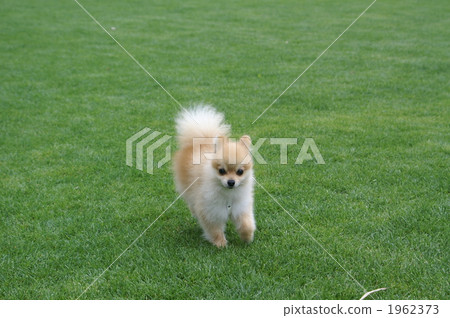 Ponta dash! ! 1962373