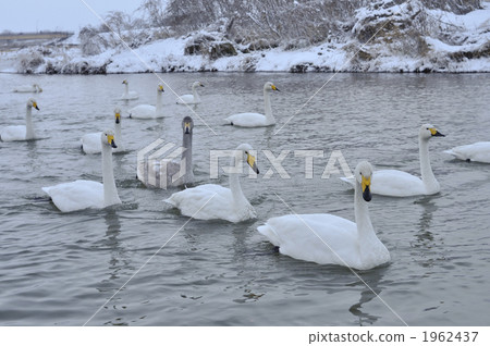 swan, swans, avian 1962437