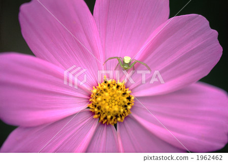 宇宙和Hanagumo 宇宙和Hanagumo 1962462