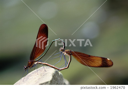 Mating of Miyama Kawatonbo Mating of Miyama Kawatonbo 1962470
