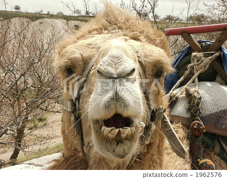 terrestrial animal, camel, animal 1962576