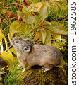 terrestrial animal, pika, rabbit 1962585