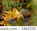 pika, rabbit, wild animal 1962595