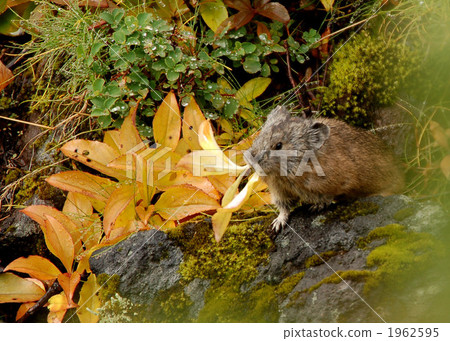 pika, rabbit, wild animal 1962595