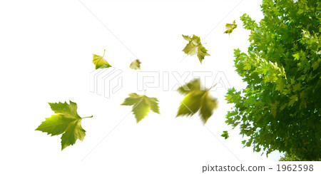 Fluttering leaves of Platanus and leaves of Platanus White background synthesis Fluttering leaves of Platanus and leaves of Platanus White background synthesis 1962598