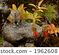 pika, rabbit, wild animal 1962608