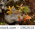 pika, rock rabbit, whistling hare 1962618