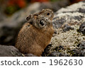 pika, rock rabbit, whistling hare 1962630