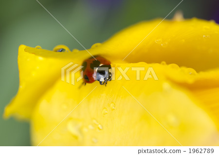 Nana Hoshi Tentou的登山 1962789