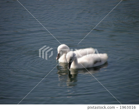 Swan's chick Swan's chick 1963016