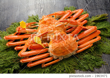 越前蟹臂與標記 1963471