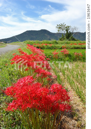 Higanki flower blooming road Higanki flower blooming road 1963647