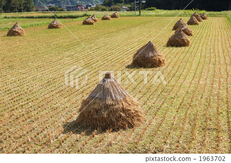 水稻收割 水稻收割 1963702