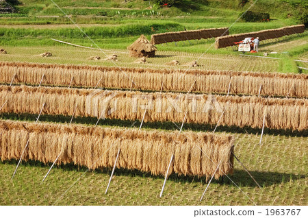 水稻收割 水稻收割 1963767