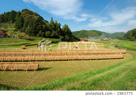 Rice reaping 1963775