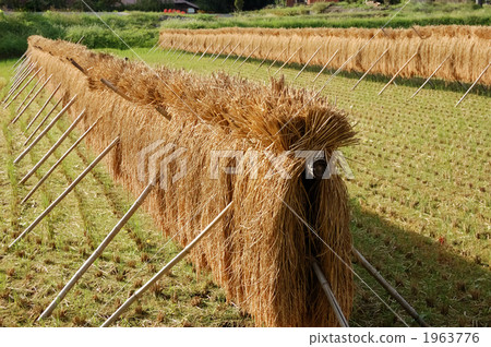 水稻收割 1963776