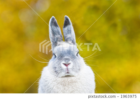 荷蘭侏儒 小動物 兔子 1963975