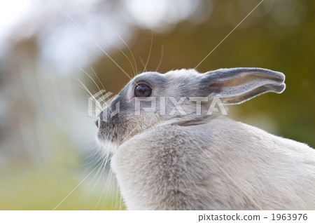 銀 老人 銀髮族 1963976