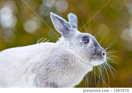 銀 老人 銀髮族 1963978