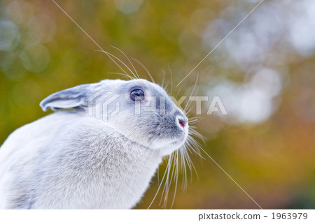 荷蘭侏儒 小動物 兔子 1963979
