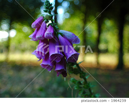 digitalis, botanic, botanical 1964239