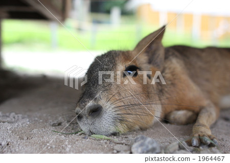 Relaxation Mara 1964467