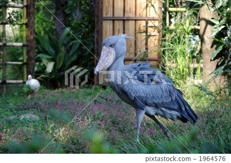 珍稀物種 白島 埃塞俄比亞 1964576