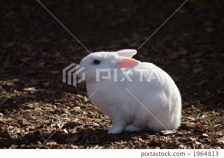 上野動物園 鬍鬚 鬍子 1964813
