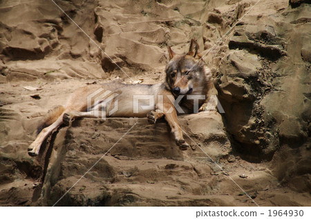 wolf, european wolf, canidae 1964930