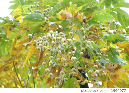 骸車果 骸車果 1964977