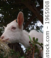 Goat eating grass 1965008