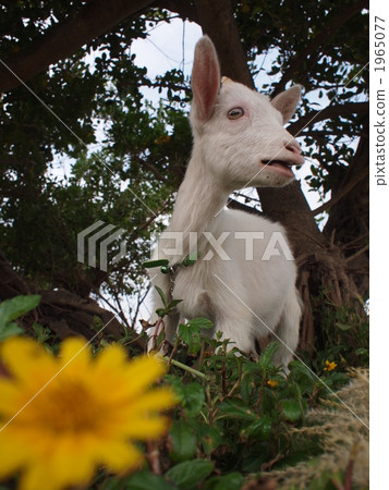 花和山羊 1965077