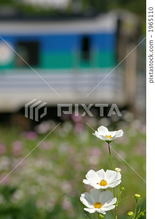Cosmos and Kurumin lines 1965110