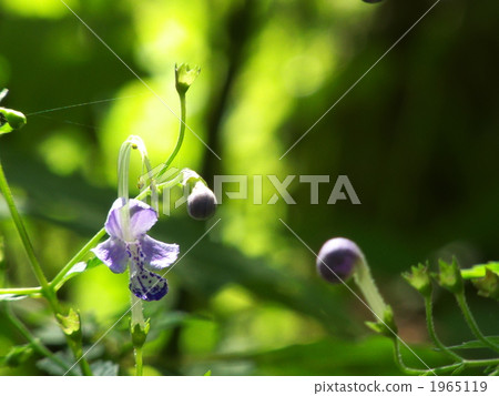 Caliphone花 1965119