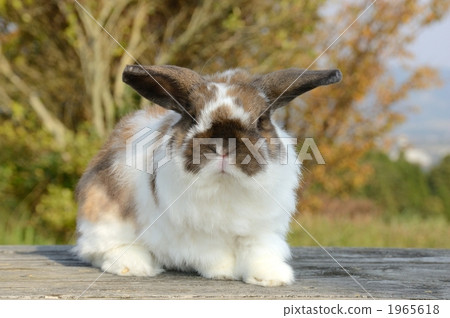 Rabbit  1965618