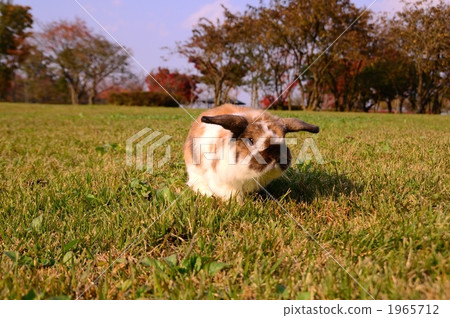 一隻兔子 1965712