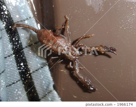 Chagroso scorpion 1966174