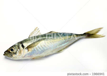 Horse mackerel	 1966941