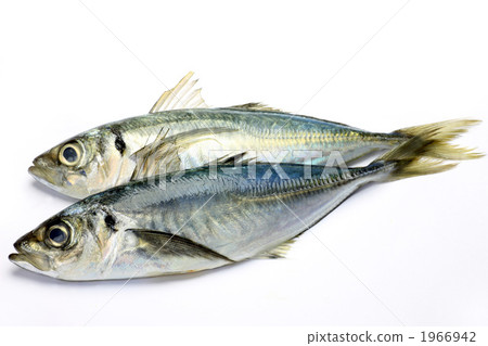 Horse mackerel Horse mackerel 1966942