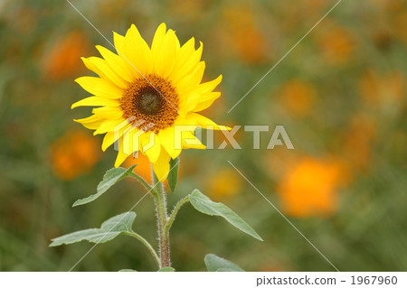 迷你向日葵 向日葵 花朵 1967960