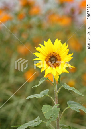 迷你向日葵 向日葵 花朵 1967965