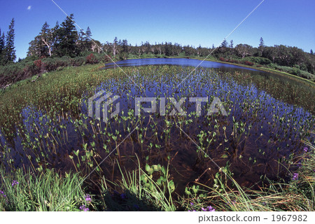 夏天的溫森沼澤 夏天的溫森沼澤 1967982