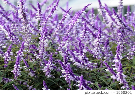 Salvia leucita Salvia leucita 1968201