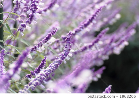 Salvia leucita Salvia leucita 1968206