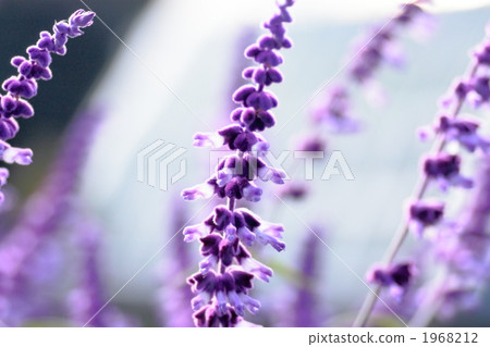 Salvia leucita Salvia leucita 1968212
