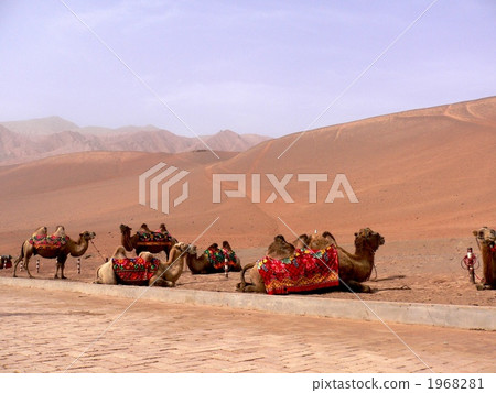 A camel waiting for a traveler A camel waiting for a traveler 1968281