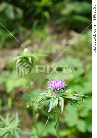 Car thistle Car thistle 1968350