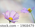 cosmos, cosmea, bloom 1968479