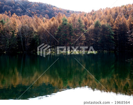 Akaike of autumn leaves 1968564